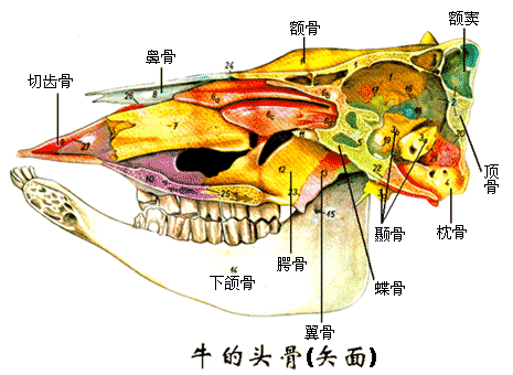 牛骨架 解剖图图片