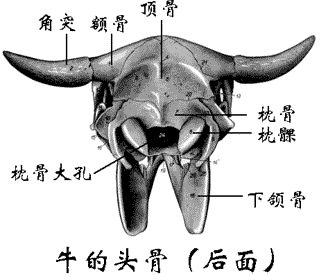 牛的头骨结构图图片