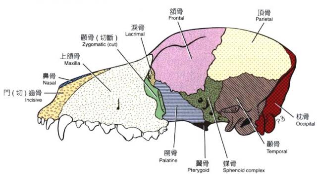 狗头部骨骼结构图图片