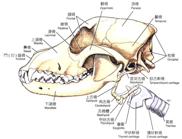 狗的头骨结构示意图图片