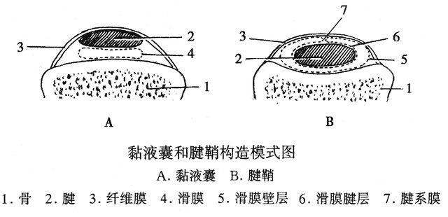 黏液囊和腱鞘构造模式图