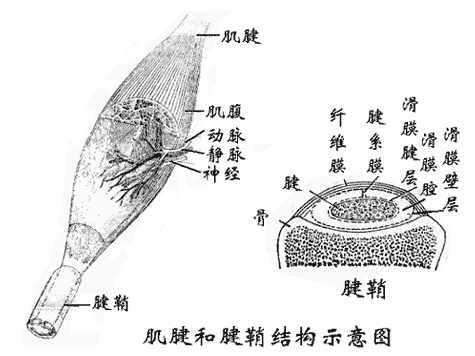 肌腱和剑鞘结构示意图