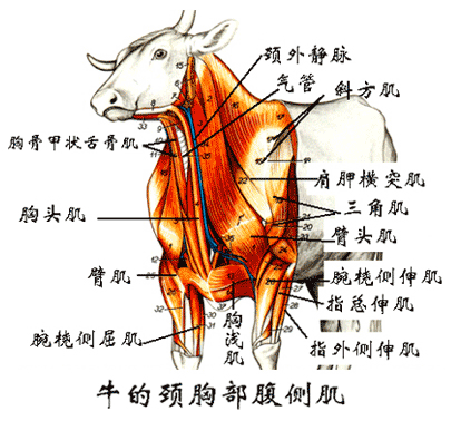 牛的颈胸部腹侧肌