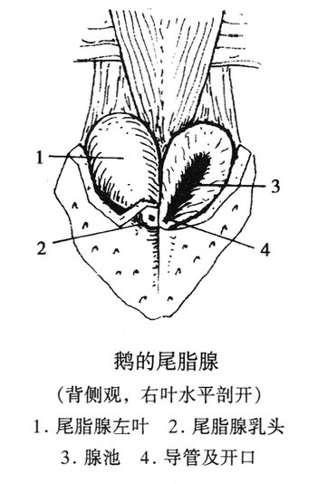 鹅的尾脂腺