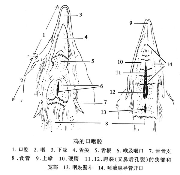 鸡的口咽腔