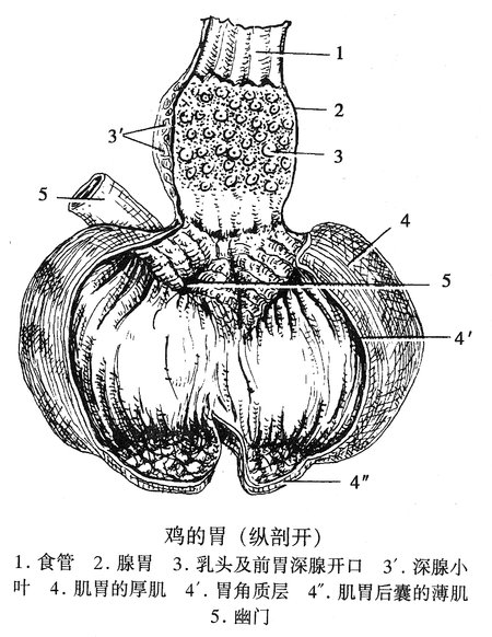 鸡的胃（纵剖开）