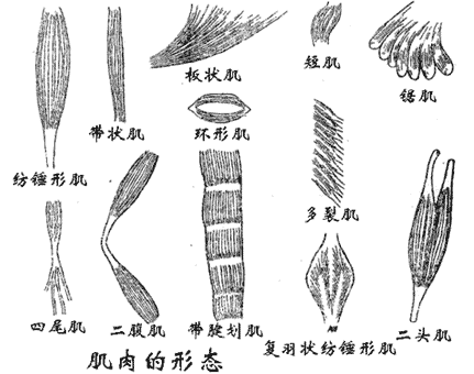 肌肉的形态