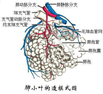 肺小叶构造模式图