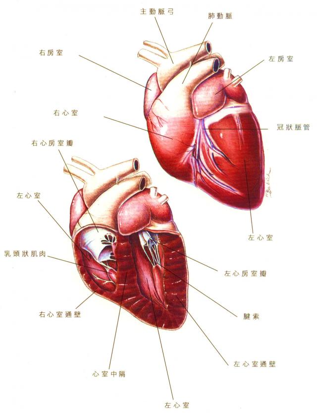 心臟的位置形態及解剖構造