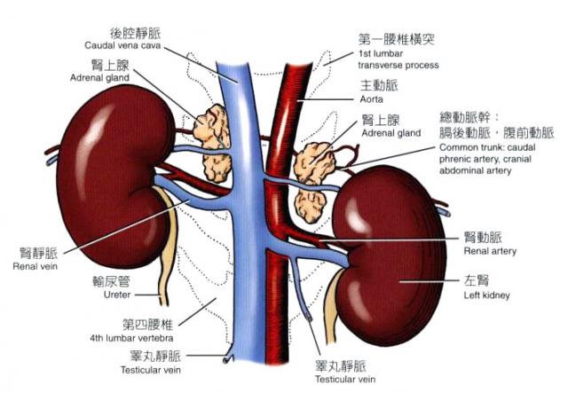 犬肾脏及肾上腺