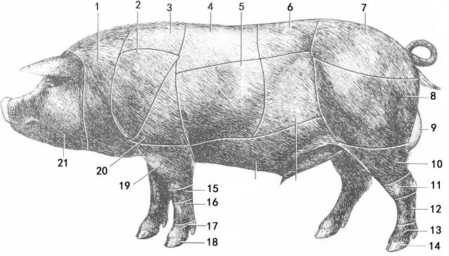 猪体各部的名称