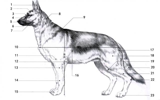 动物体体表主要部位与方位识别