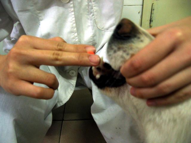 犬药片或药丸投服法