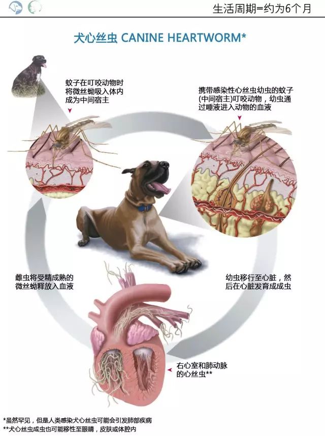 犬心丝虫生活史