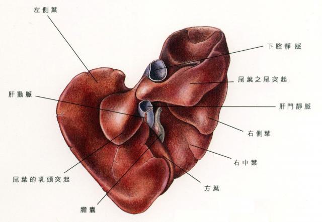 犬正常肝脏形态（后面观）