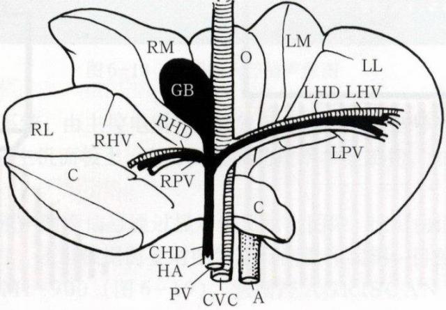 犬肝叶、胆囊、脉管、胆管解剖关系示意图