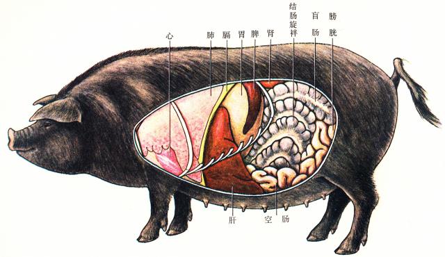 猪的全身器官分布图图片