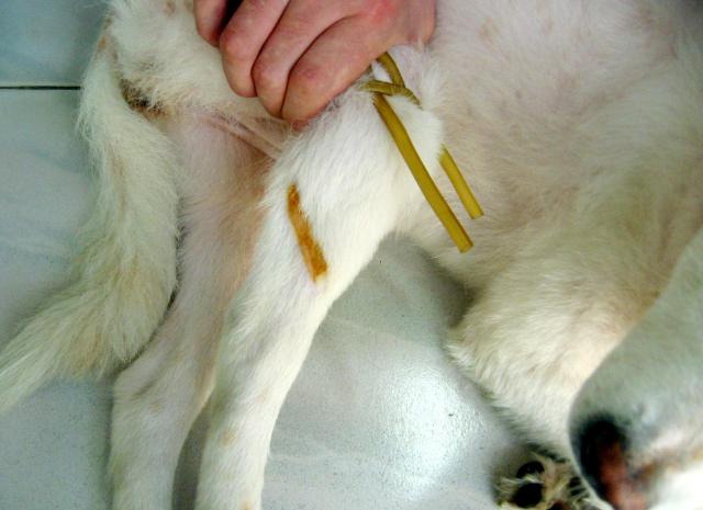 犬 猫静脉注射技术