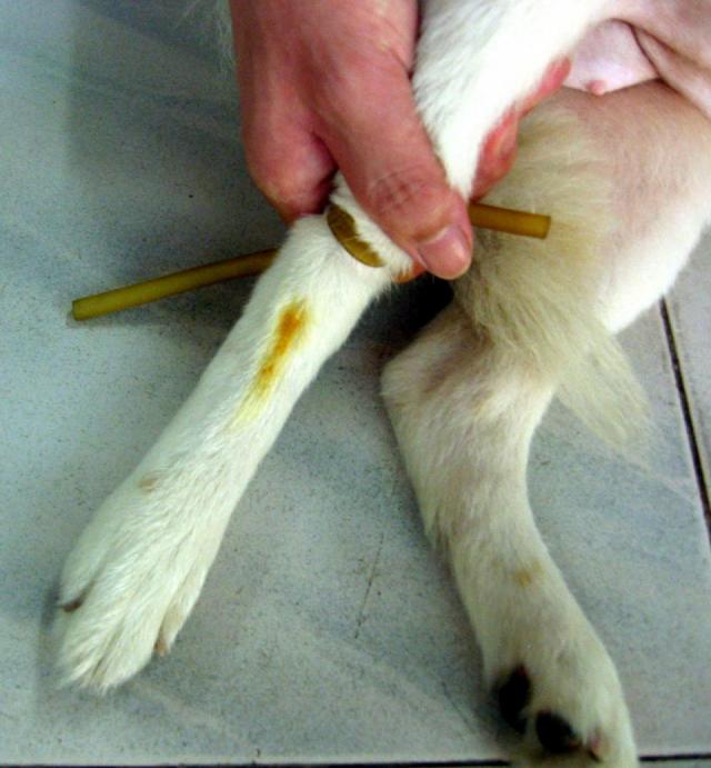 狗输液前腿找血管图片图片