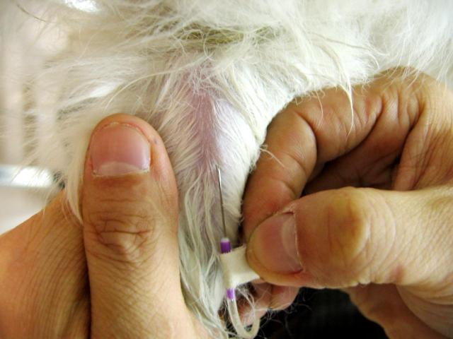 犬前肢静脉图图片