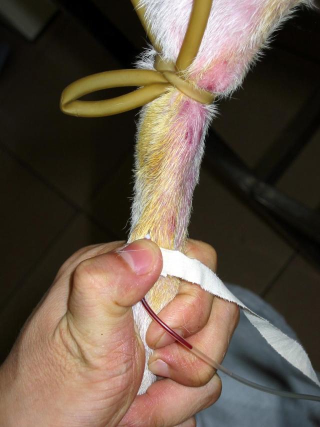 输液管编织小猫教程图片