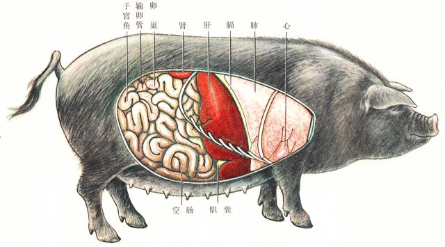 猪的内脏结构图和名称图片