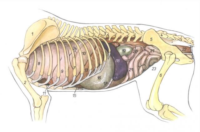 狗狗身体内脏结构图图片