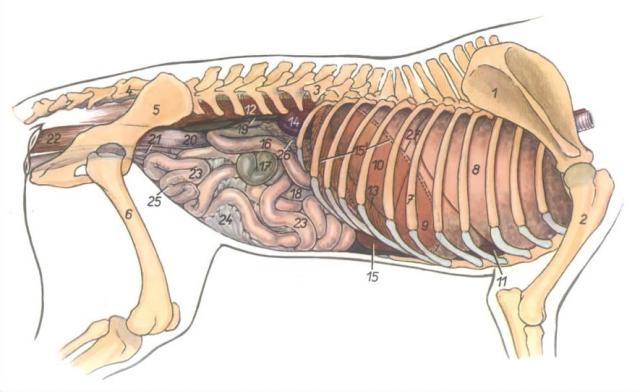 犬腹腔内脏图图片