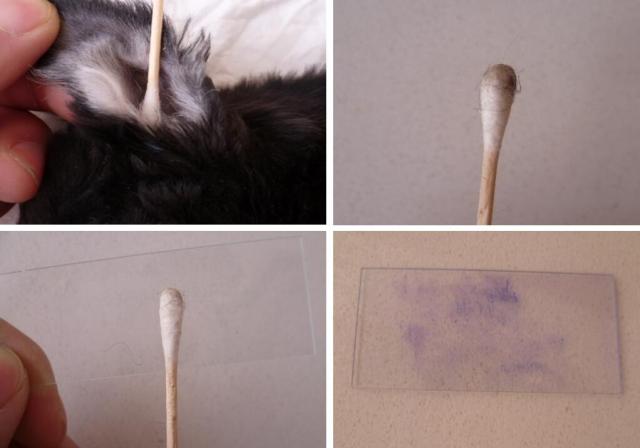 直接涂片法采集耳道内病料