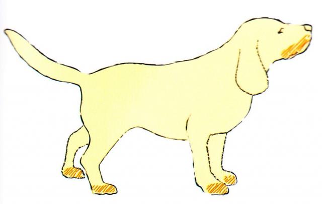 犬蠕形螨的多发部位