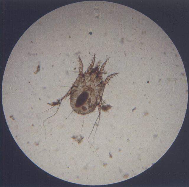 耳痒螨（猫，油法透明化，100&times;）