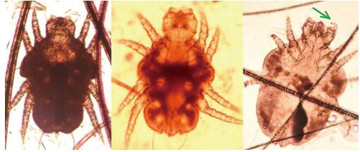 犬、猫和兔的姬螯螨形态