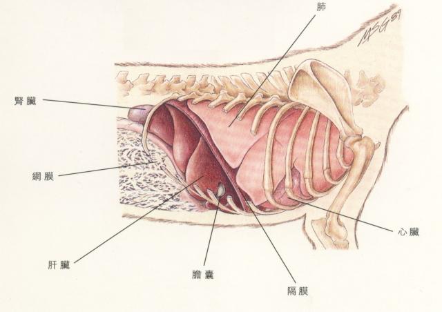 犬腹腔内脏图图片